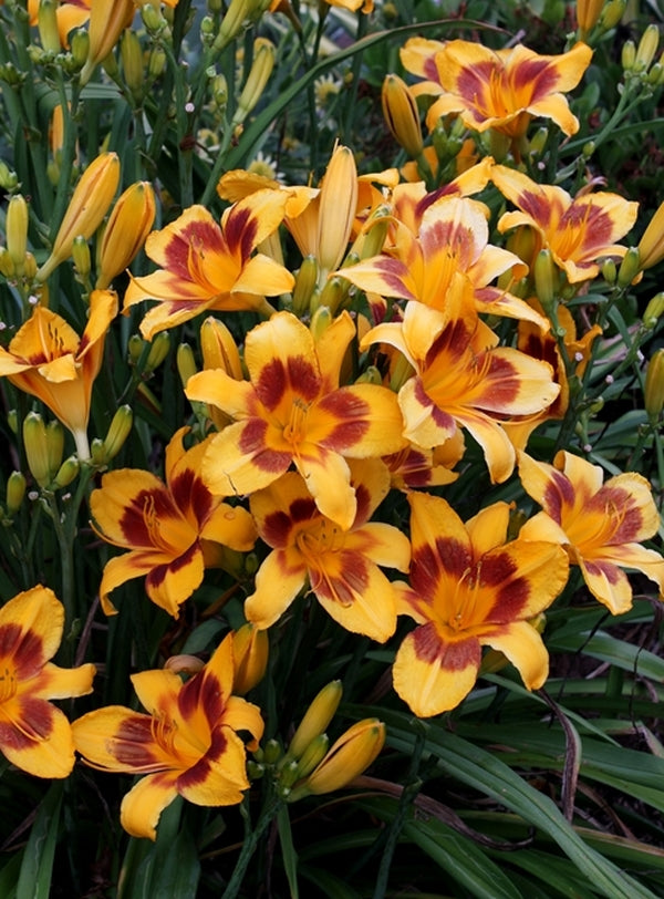 Image of Hemerocallis 'Black Eyed Susan'