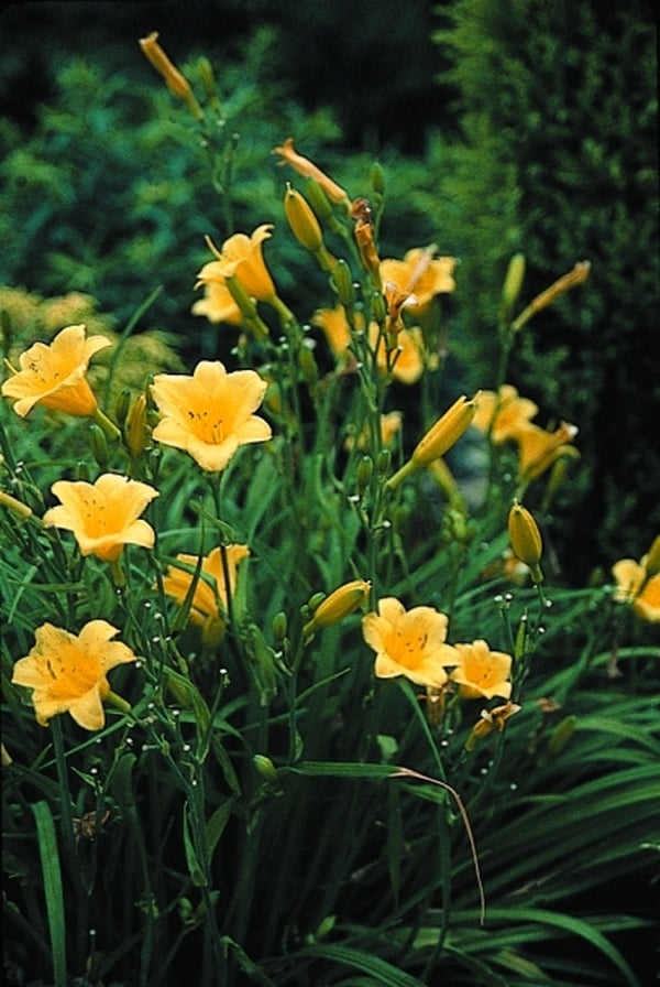 Image of Hemerocallis 'Penny's Worth'