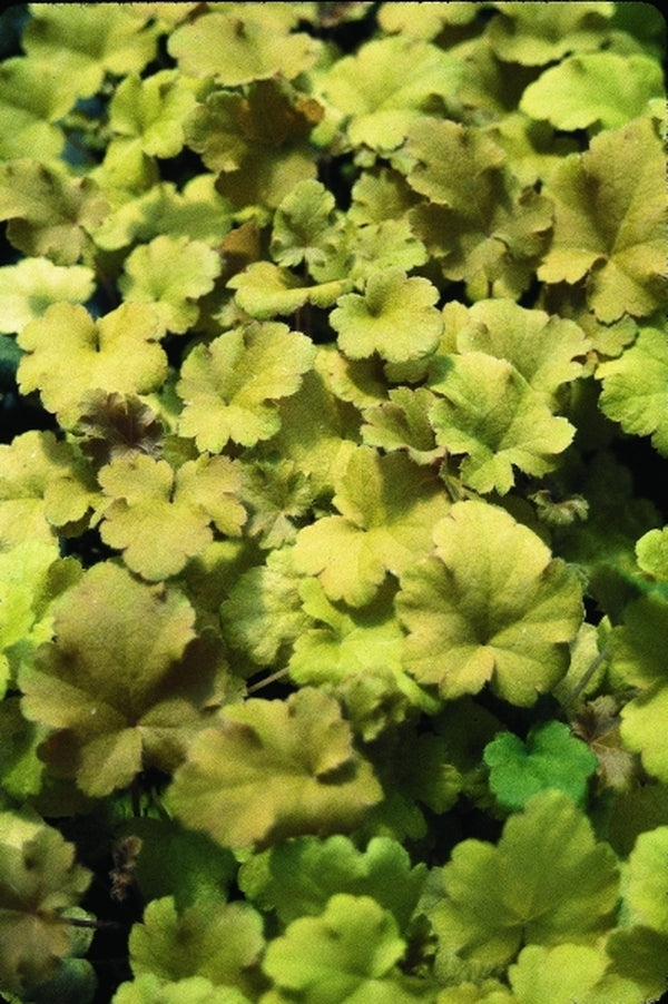 Image of Heuchera 'Amber Waves' PP 13,348