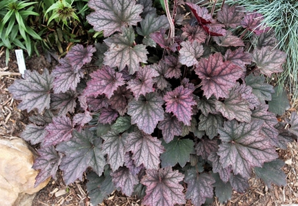 Image of Heuchera 'Frosted Violet' PP 15,085