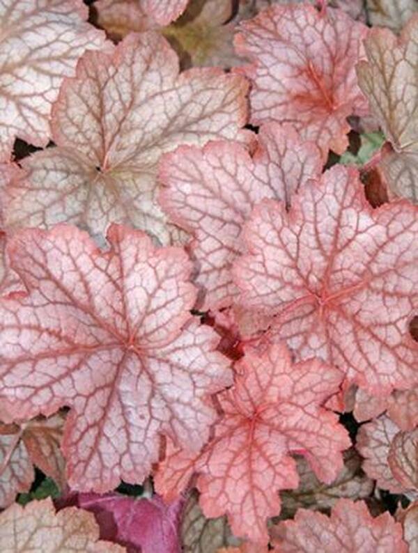 Image of Heuchera 'Georgia Peach' PP 19,375