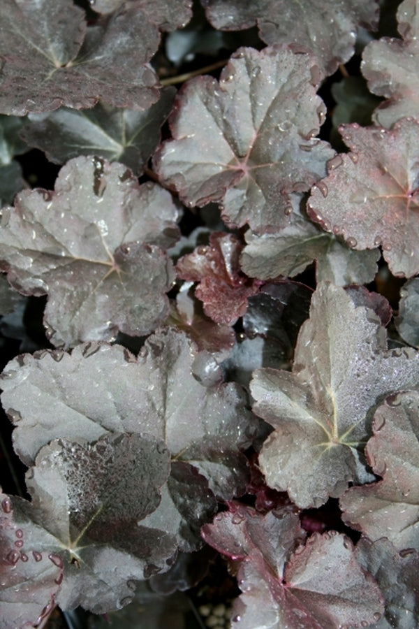 Image of Heuchera 'Obsidian' PP 14,836