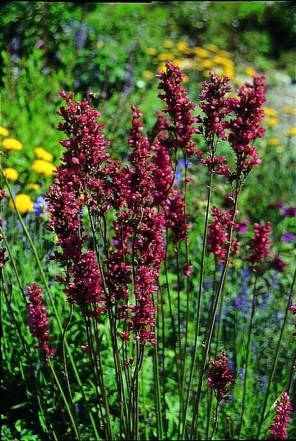 Image of Heuchera 'Raspberry Regal'