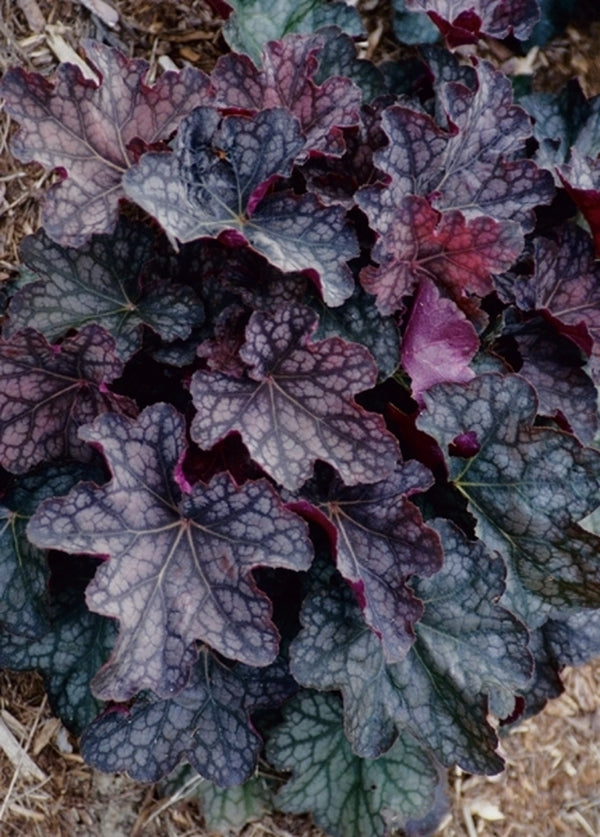 Image of Heuchera 'Velvet Knight'