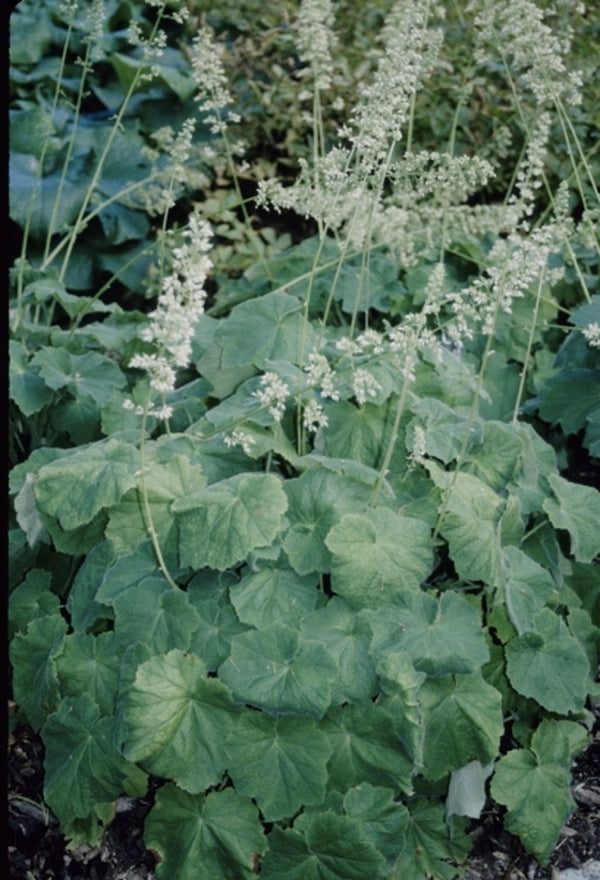 Image of Heuchera villosa var. arkansana