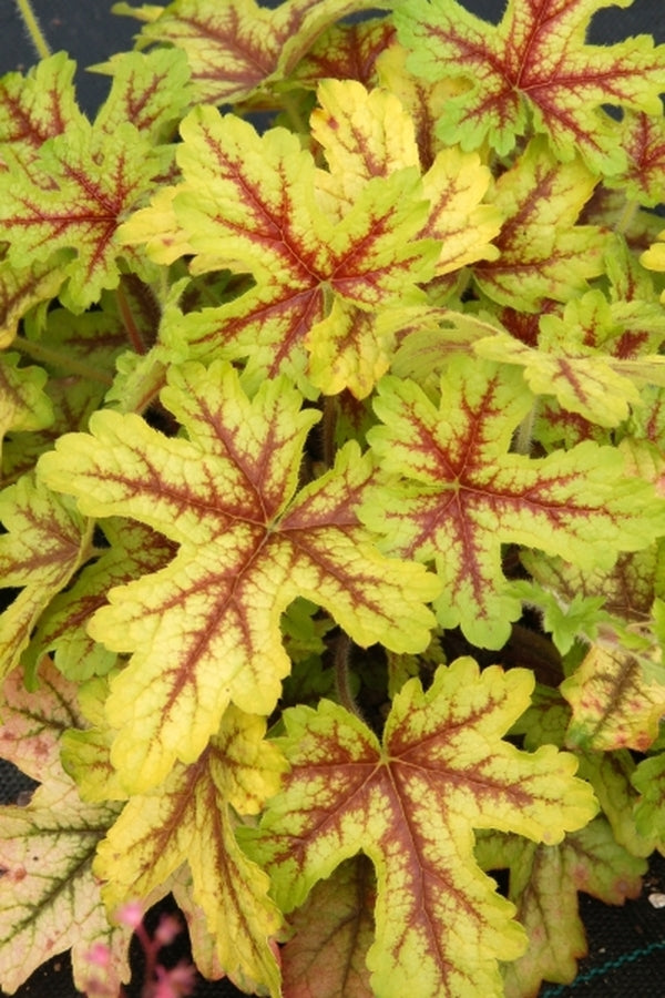 Image of Heucherella 'Alabama Sunrise' PP 19,611