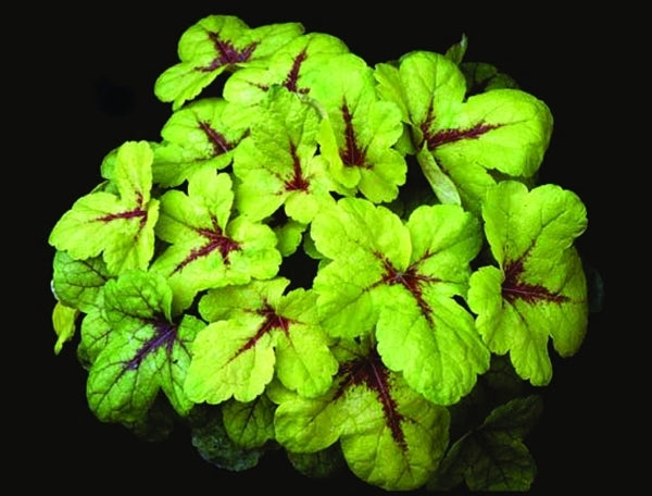 Image of Heucherella 'Sunspot' PP 14,825