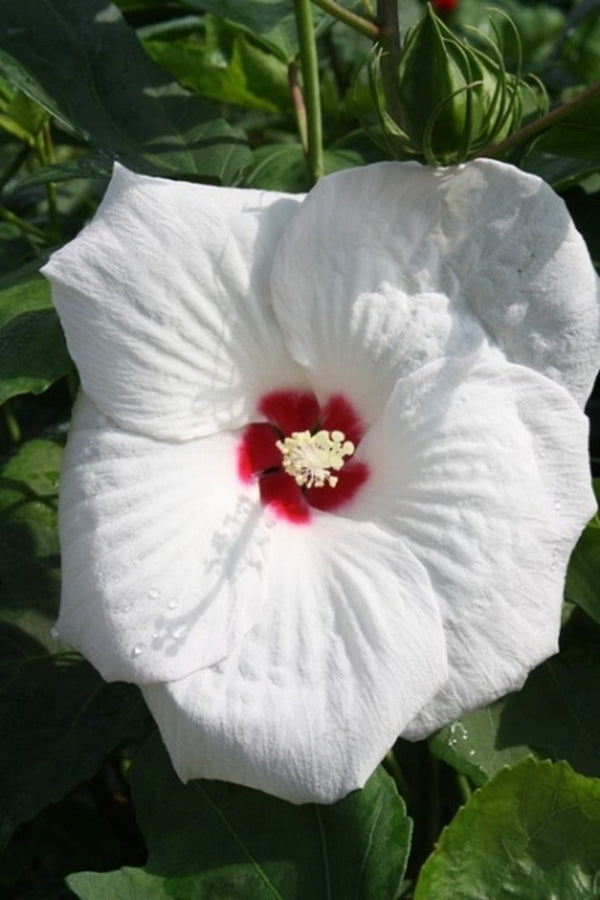 Image of Hibiscus 'Angelique' PP 13,734