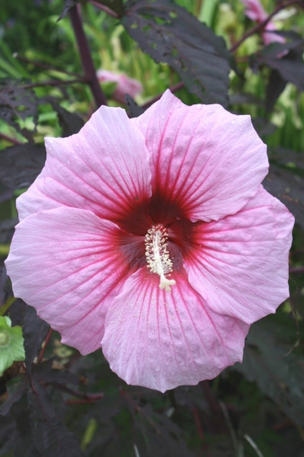 Image of Hibiscus 'Summer Storm' PP 20,443