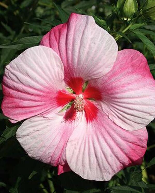 Image of Hibiscus 'Turn of the Century'