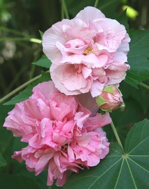 Image of Hibiscus mutabilis 'Flora Plena'