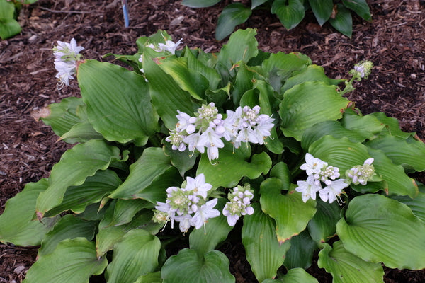 Image of Hosta 'A Scape Plan'