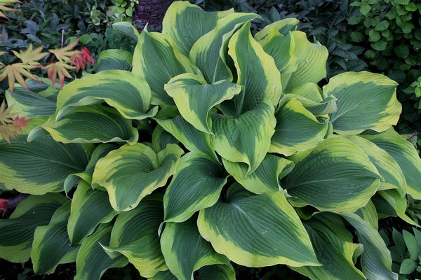 Image of Hosta 'Atlantis' PP 17,093