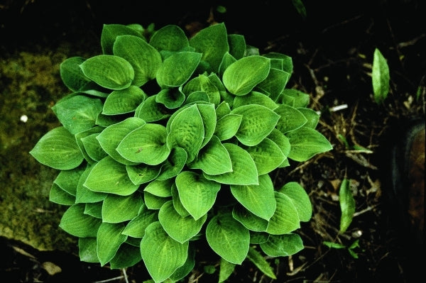 Image of Hosta 'Baby Bunting'