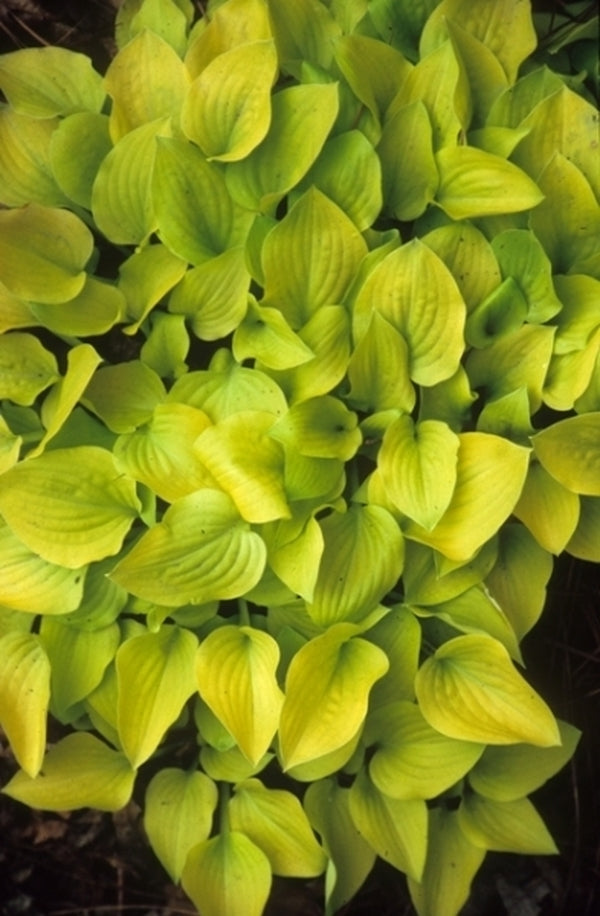 Image of Hosta 'Banana Puddin'