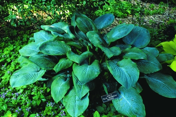 Image of Hosta 'Blue Mammoth'