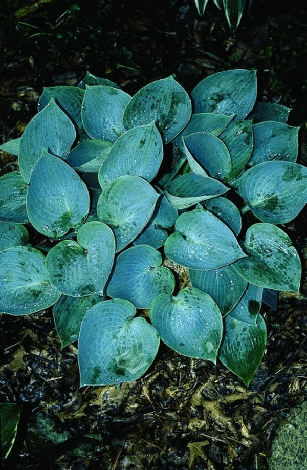 Image of Hosta 'Blue Moon'