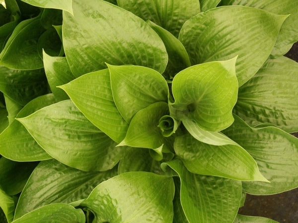 Image of Hosta 'Bubba'