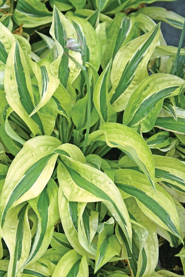 Image of Hosta 'Cabaret'