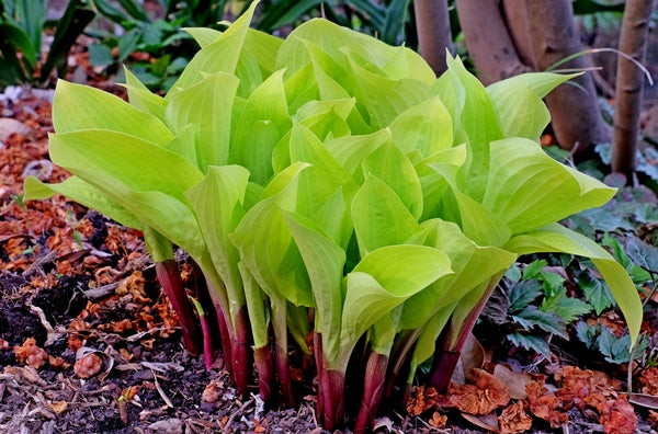 Image of Hosta Designer Genes