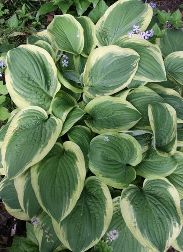 Image of Hosta 'Diana Remembered'
