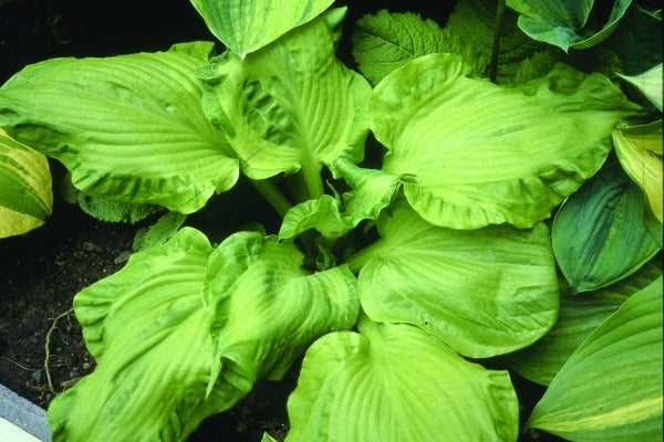 Image of Hosta 'Embroidery'