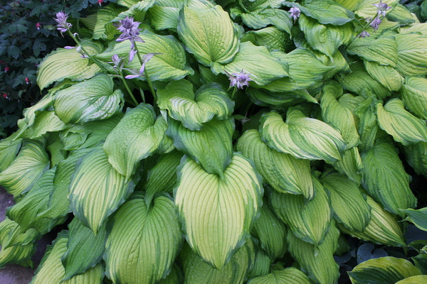 Image of Hosta 'First Dance' PPAF