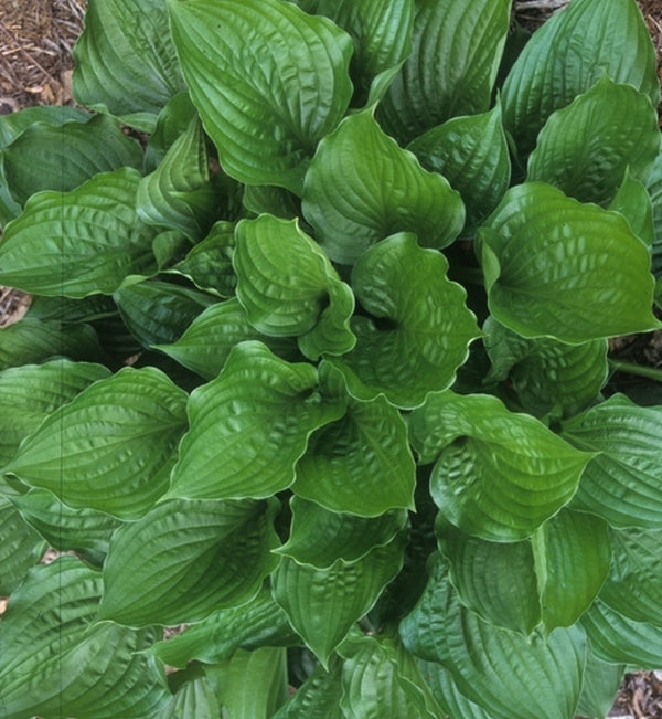 Image of Hosta 'Green Jeans'