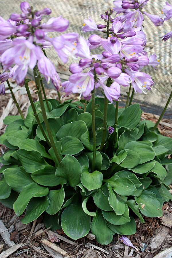 Image of Hosta 'Green Thumb'