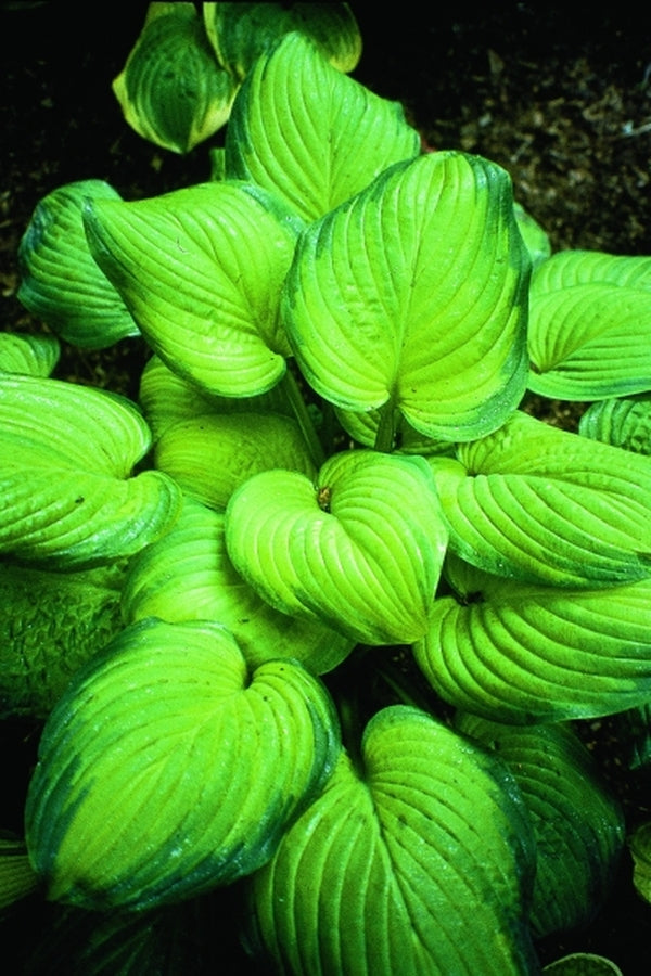 Image of Hosta 'Guacamole'