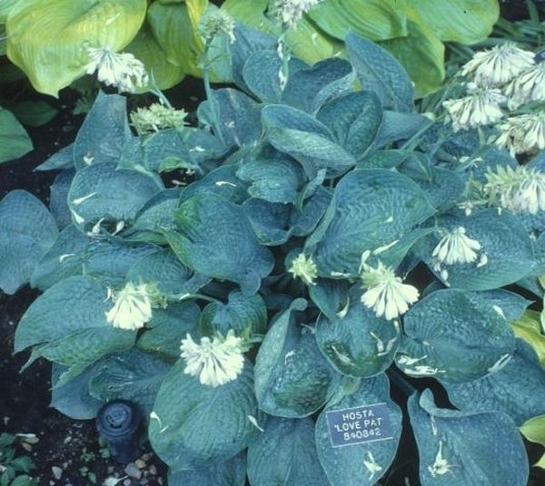 Image of Hosta 'Love Pat'