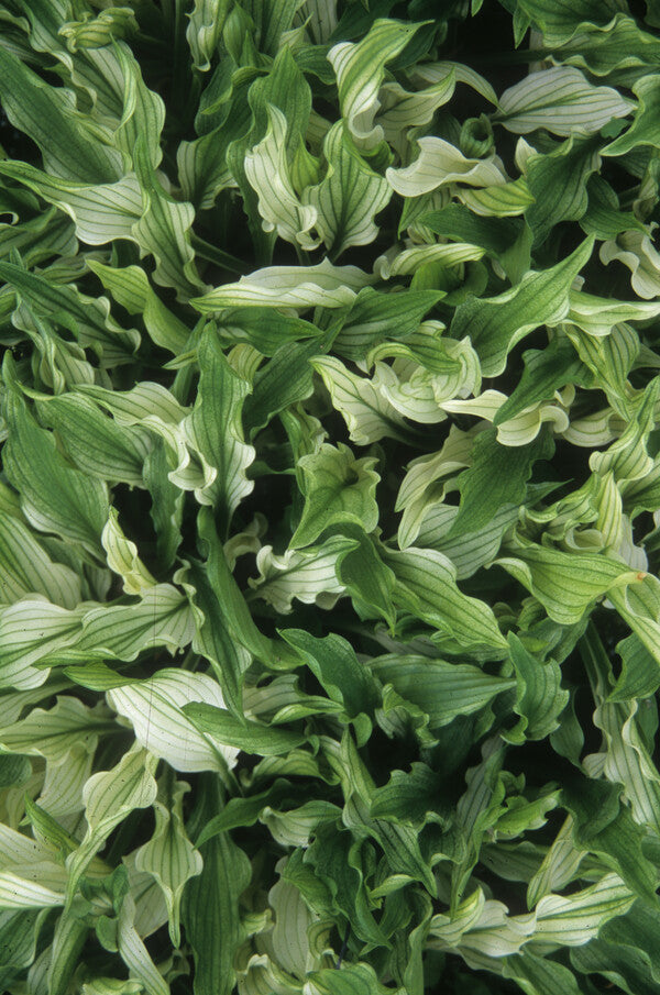 Hosta 'Out House Delight'