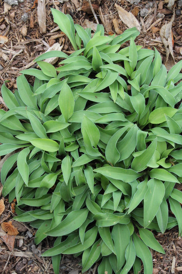 Image of Hosta 'Green Ice'