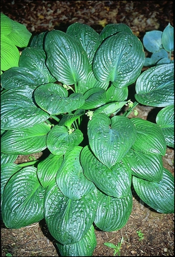 Image of Hosta 'Potomac Pride'