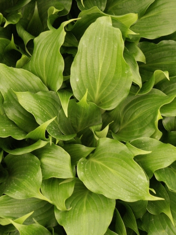 Image of Hosta 'Raspberry Sorbet'