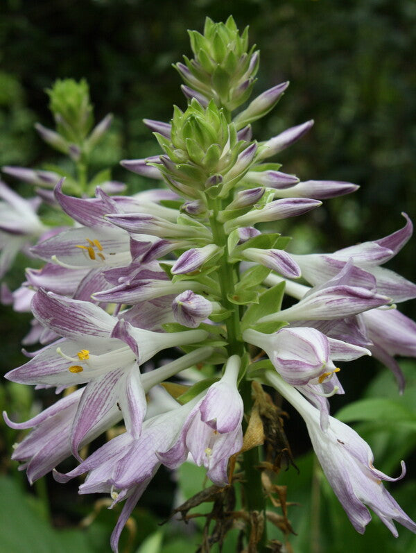 Image of Hosta 'Scentuous'