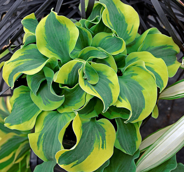 Image of Hosta 'School Mouse' PP 29,559