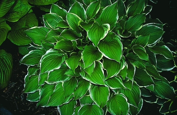 Image of Hosta 'Summer Fragrance'