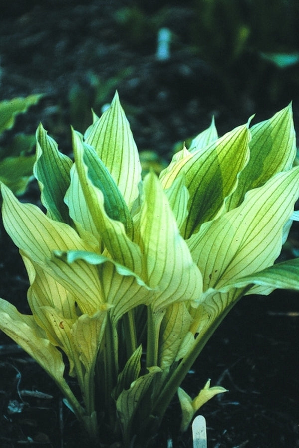 Image of Hosta 'White Wall Tire'