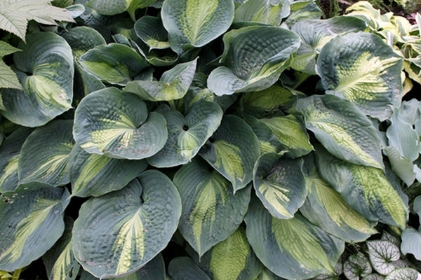 Image of Hosta sieboldiana 'Hudson Bay' PP 23,598