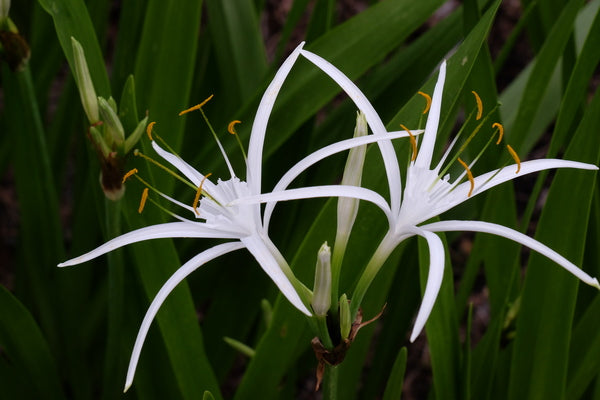 TÌNH YÊU CÂY CỎ ĐV.3 - Page 62 Hymenocallis-durangoensis.i-11826.s-65537.r-1_grande