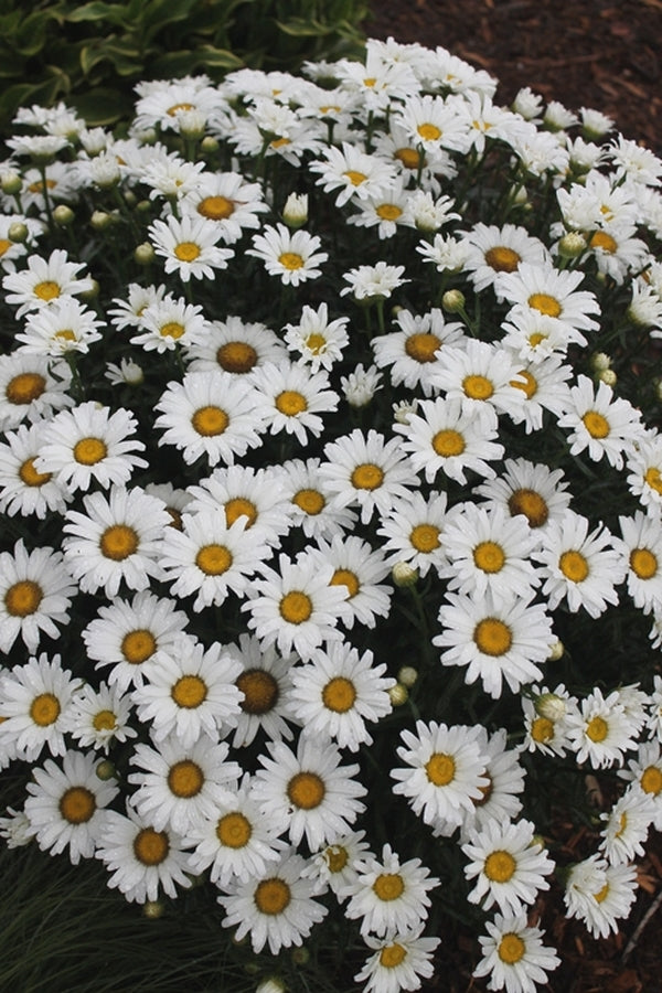 Image of Leucanthemum x superbum 'Daisy Duke' PP 21,914