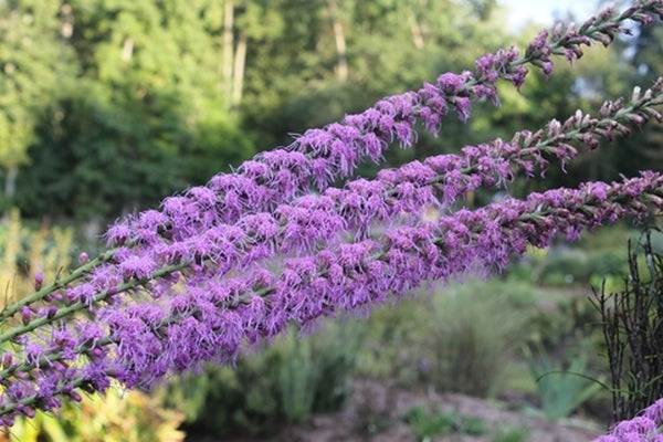 Image of Liatris sp. 'Georgia Giant'