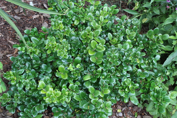 Image of Ligustrum lucidum 'Little Moon'