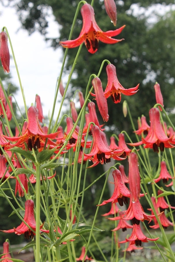 Image of Lilium canadense v. editorum 'Reverend Walker'