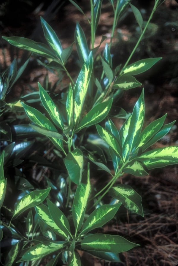 Image of Lithocarpus edulis 'Starburst'