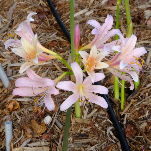 Image of Lycoris x incarniensis 'Summer Sunrise'