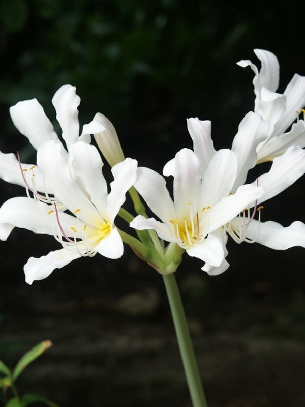 Image of Lycoris longituba