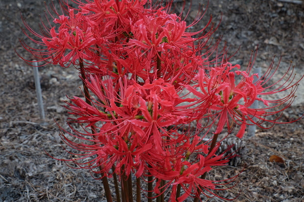 Image of Lycoris radiata var. radiata 'Fire Engine'