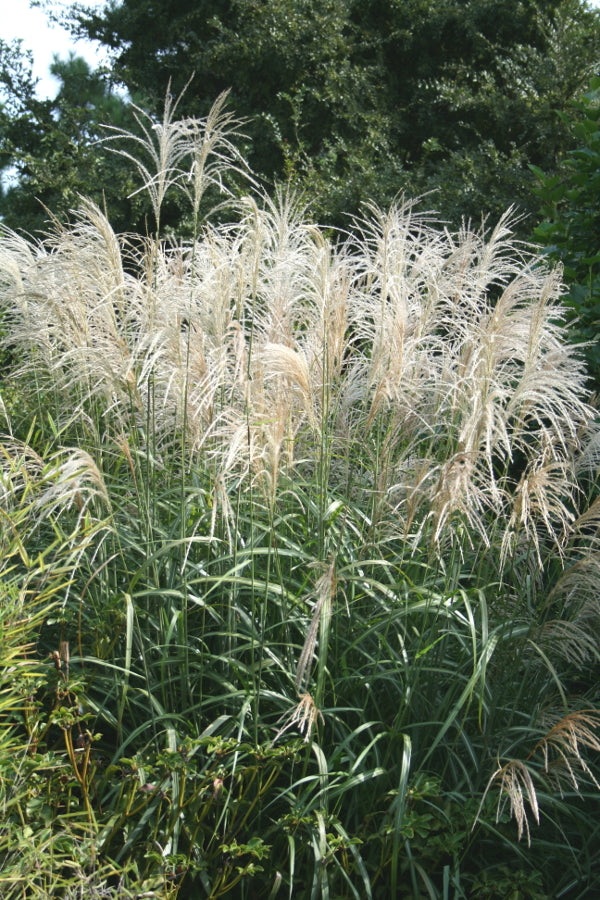 Image of Miscanthus 'Andante'